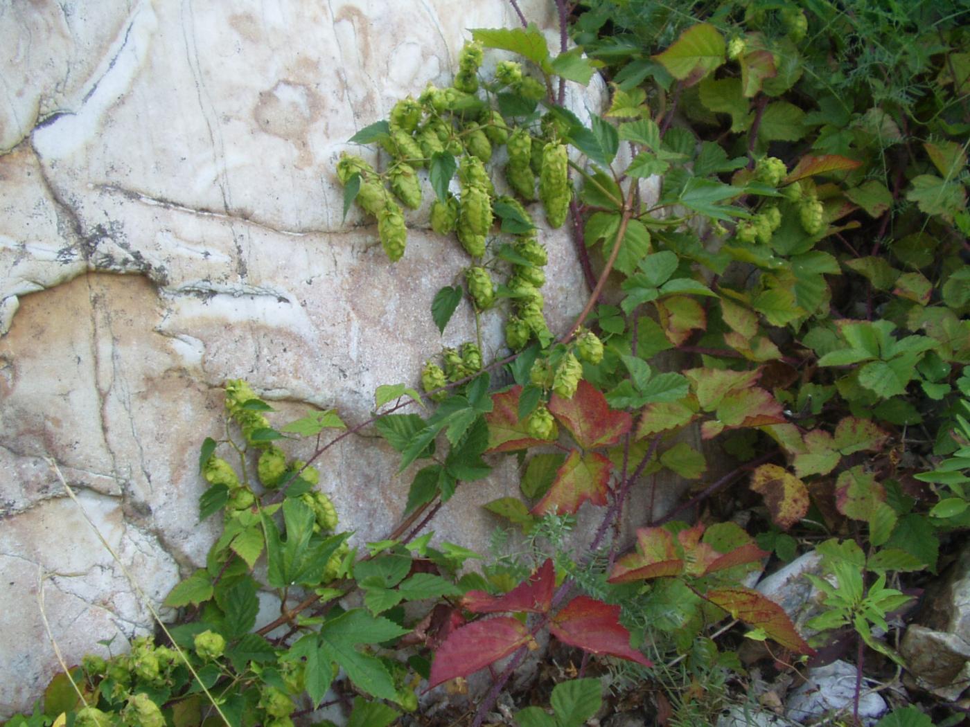 Hop plant